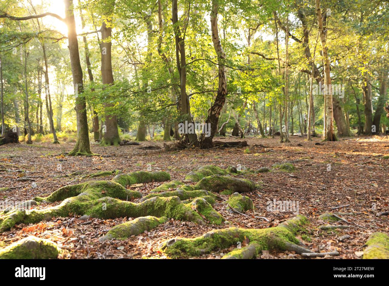 La zona de High Beech de Epping Forest en Essex, en clima otoñal, Reino Unido Foto de stock