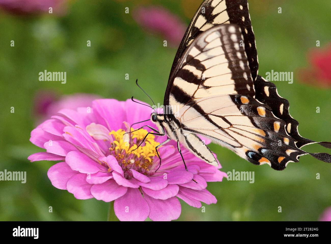 Mariposa de cola de golondrina de tigre oriental, Papilio glaucus, alimentándose de una flor rosa de Zinnia elegans en el jardín polinizador Bee Research Lab en Beltsville, Maryland. Foto de stock