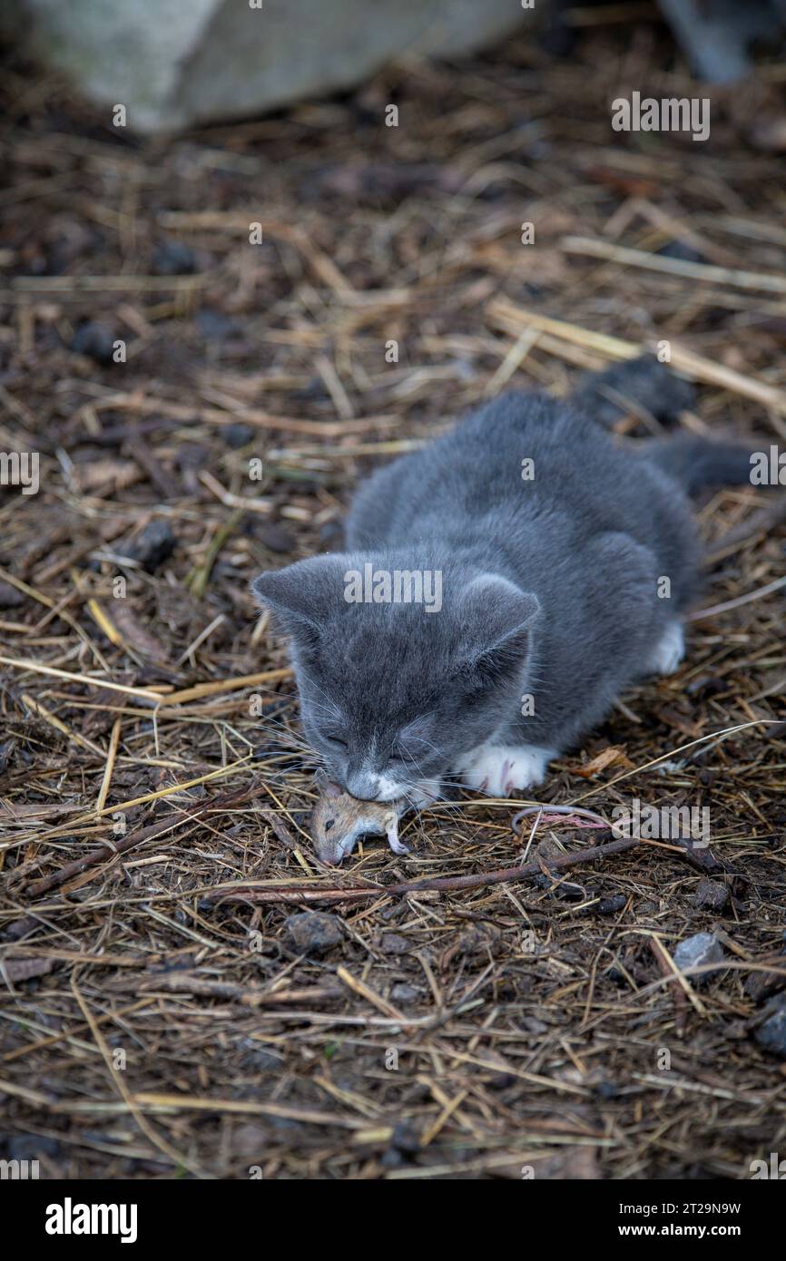 Un gatito joven gris se está comiendo un ratón que ha atrapado en la granja. Foto de stock