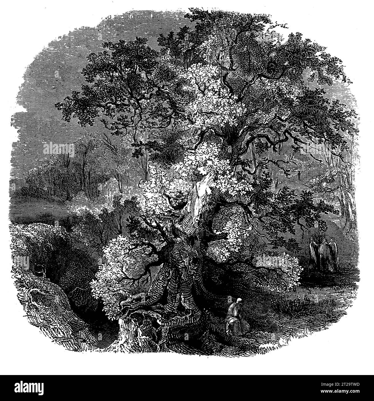 The Druid Grove: Ilustración en blanco y negro de la 'Vieja Inglaterra' publicada por James Sangster en 1860. Foto de stock