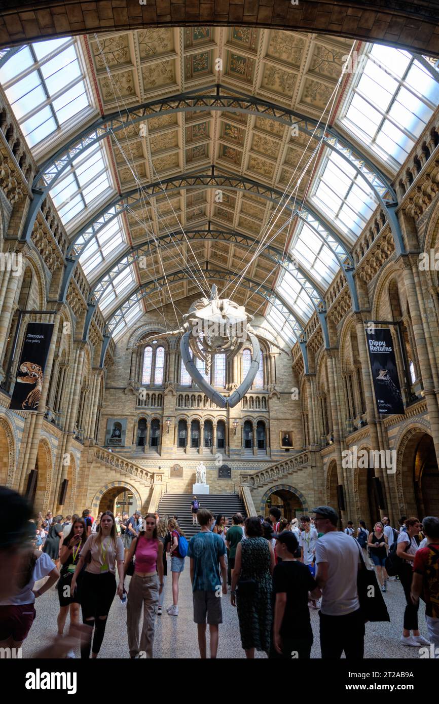 Famosa sala del museo de ciencias naturales con el esqueleto de ballena como la exposición principal colgada en el techo, por encima de los visitantes. 10 de octubre de 2023 en Londres, Reino Unido. Foto de stock