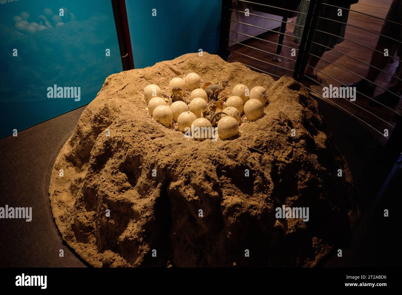 Huevos de dinosaurio en el Museo de Historia Natural de Londres. 10 de octubre, Londres, Reino Unido Foto de stock