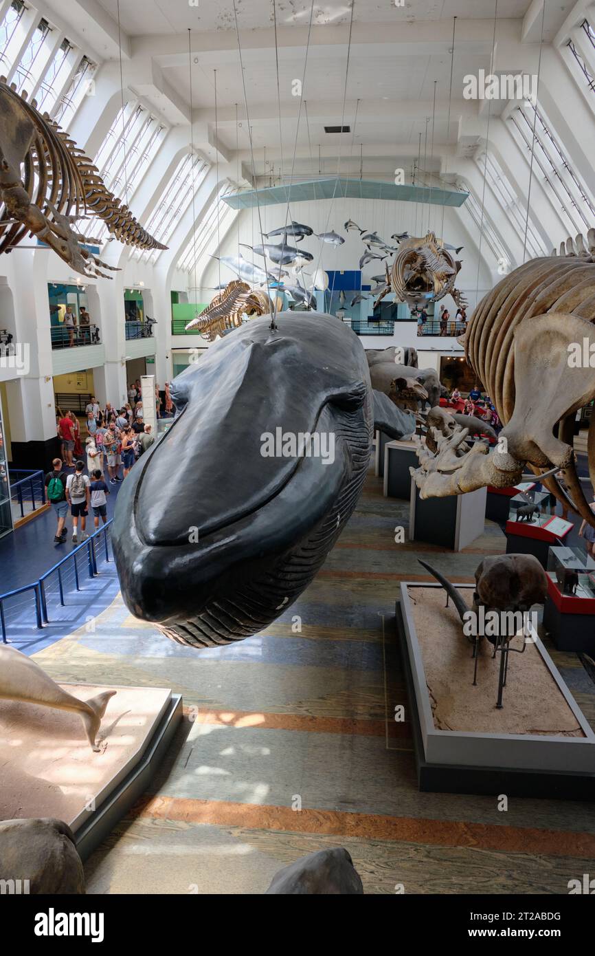 Réplica de ballena azul rodeada de esqueletos de mamíferos, 10 de octubre de 2023 en Londres, Reino Unido Foto de stock
