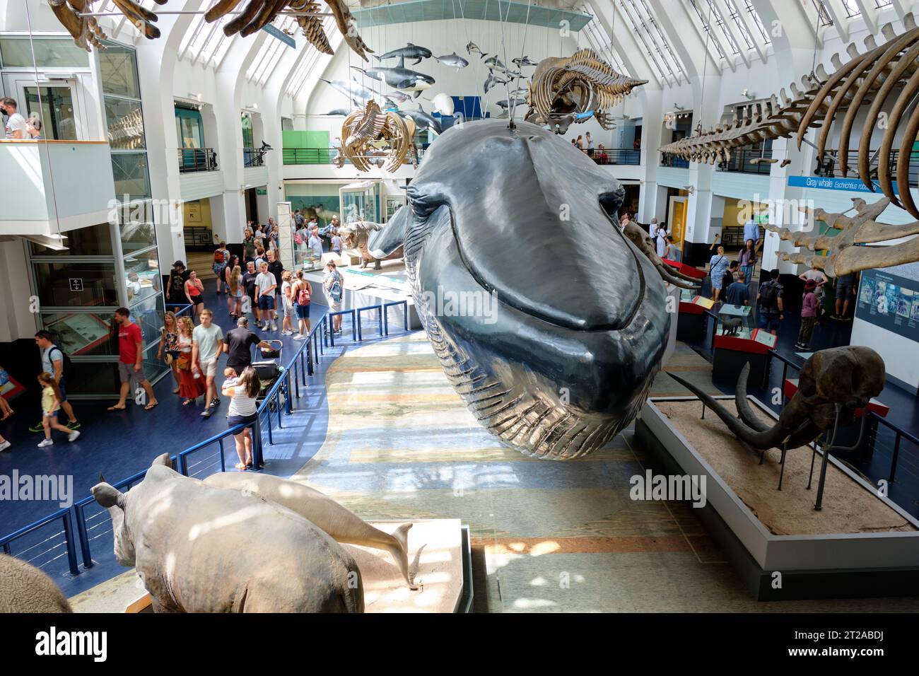 Réplica de ballena azul rodeada de esqueletos de mamíferos, 10 de octubre de 2023 en Londres, Reino Unido Foto de stock