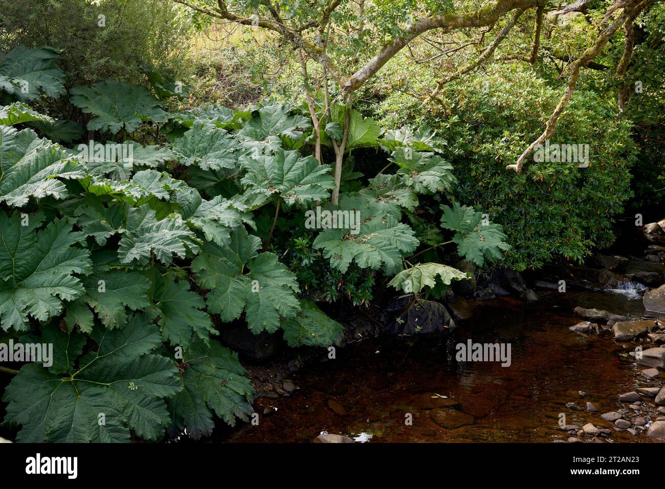 Una enorme y saludable planta de Gunnera que crece a orillas del lago Goil en el castillo de Carrick Foto de stock