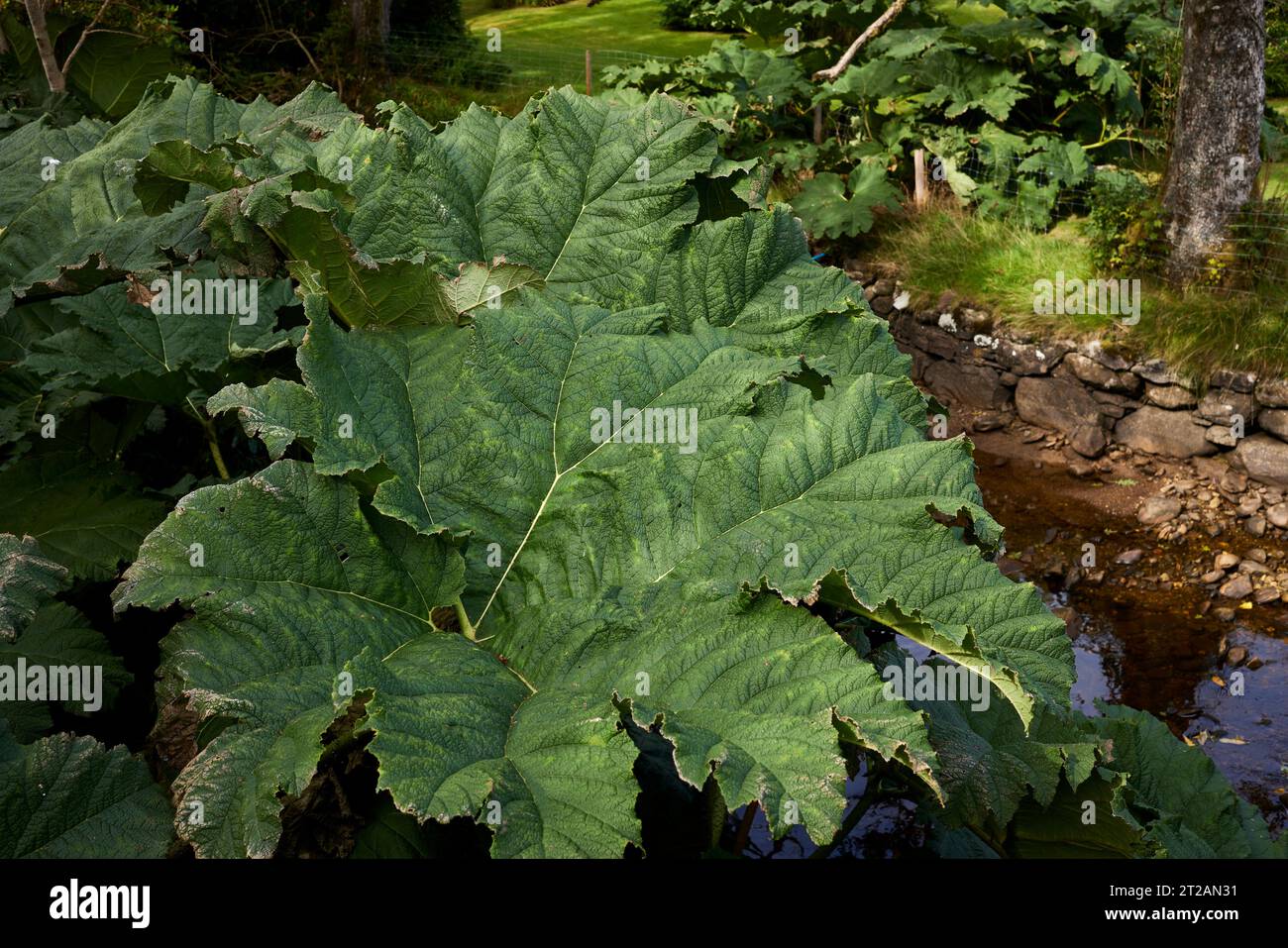 Una enorme y saludable planta de Gunnera que crece a orillas del lago Goil en el castillo de Carrick Foto de stock