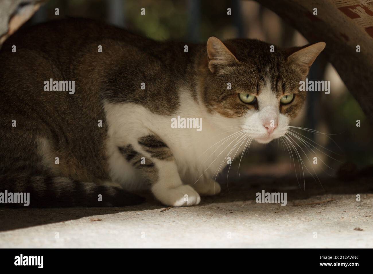 Gato callejero de pelo corto con mirada amenazadora resguardado en un arco de hormigón, Alcoi, España Foto de stock