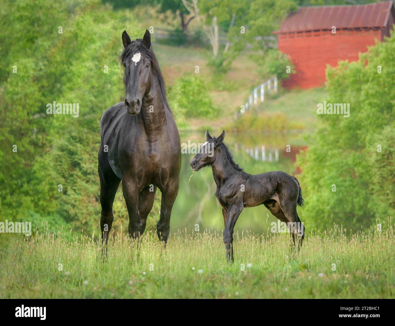 Percheron Draft Horse mare con potro recién nacido en campo por estanque con granero rojo Foto de stock