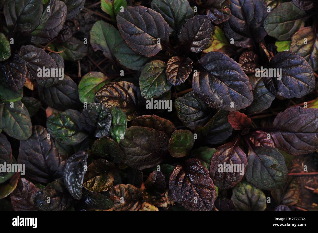 Fondo denso abstracto oscuro con bugleweed Ajuga reptans - Black Scallop. Hojas de plantas de colores brillantes. Hermoso fondo de pantalla de naturaleza saturada Foto de stock