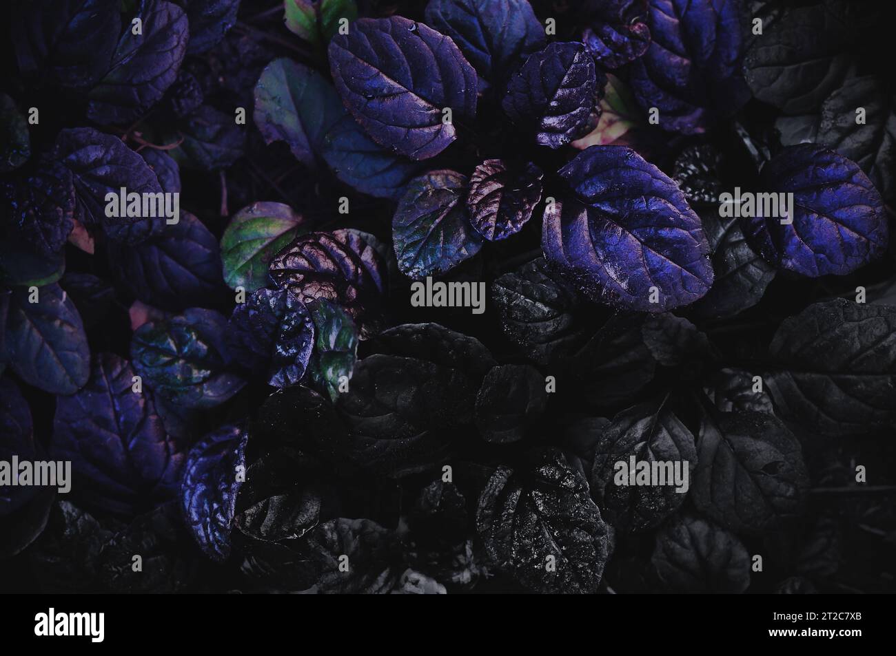 Fondo denso abstracto oscuro con bugleweed Ajuga reptans - Black Scallop. Hojas de plantas de colores brillantes. Hermoso fondo de pantalla de naturaleza saturada Foto de stock