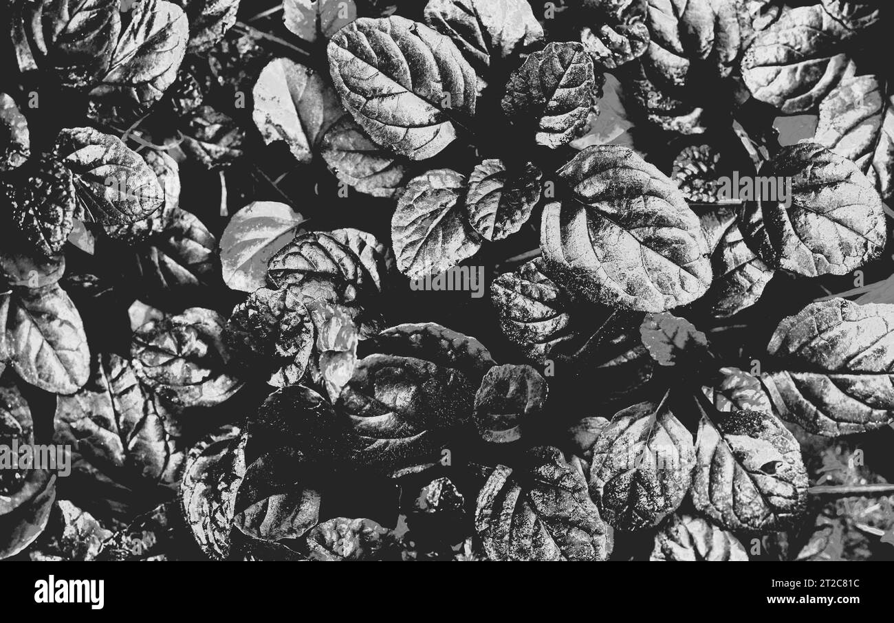 Fondo denso abstracto oscuro con bugleweed Ajuga reptans - Black Scallop. Blanco y negro. Hermoso fondo de pantalla de la naturaleza Foto de stock