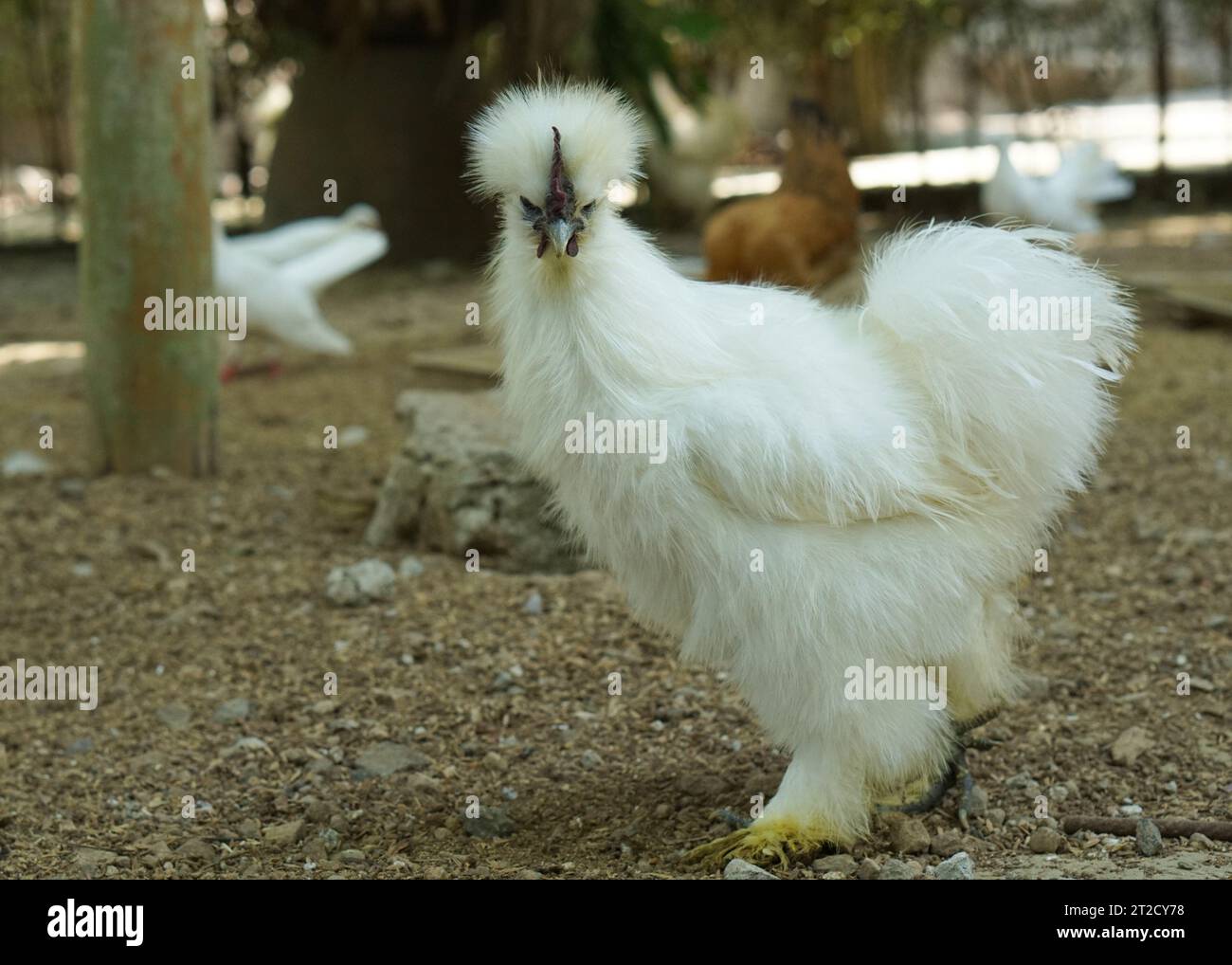 Un grupo de guineafowl en el parque de aves, son aves de la familia Numididae en el orden Galliformes. Foto de stock