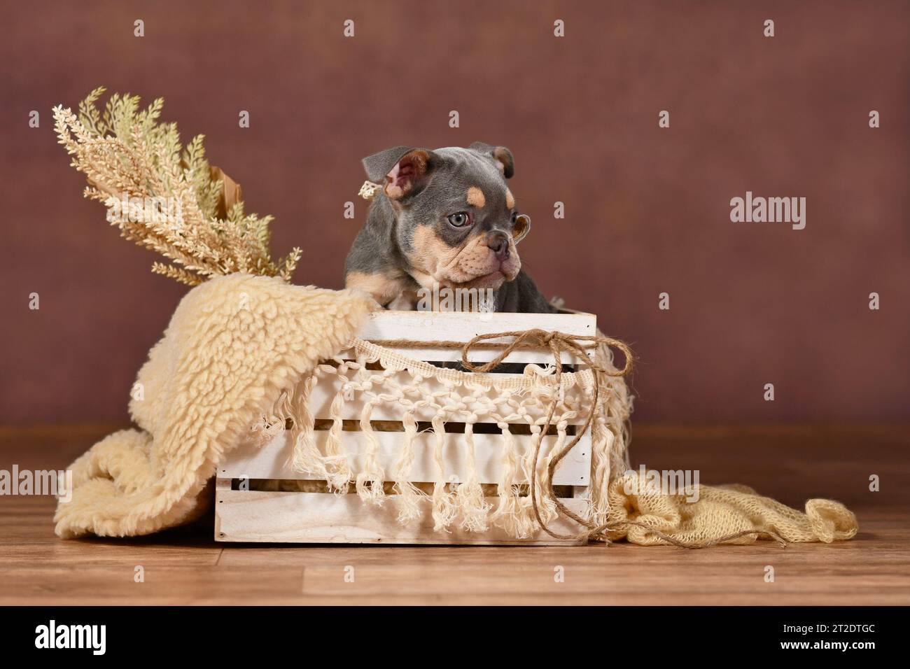 Cachorro Bulldog francés de color lila en caja con decoración boho delante de fondo marrón Foto de stock
