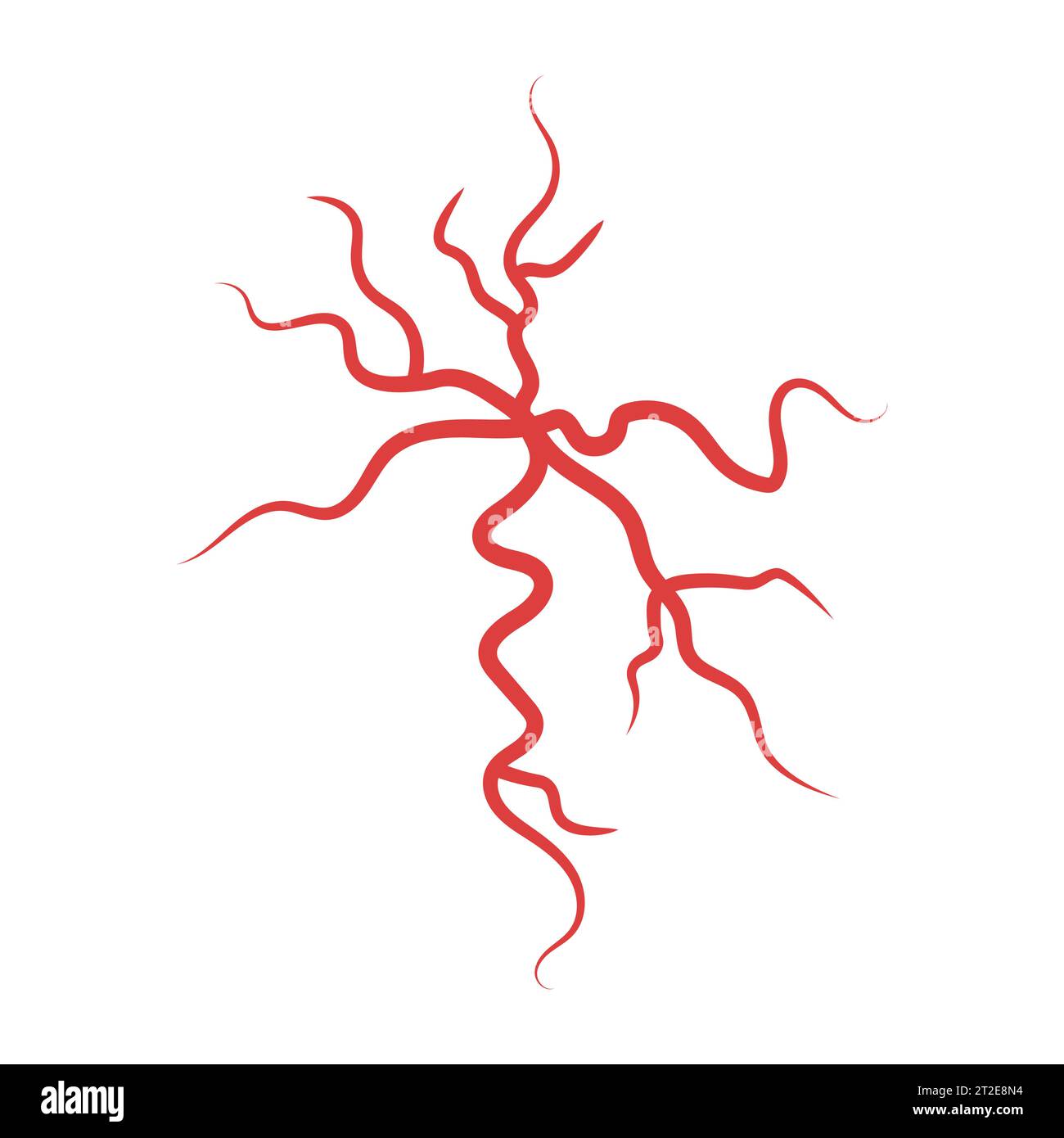 Anatomía de arañas rojas. Enfermedad varicosa e insuficiencia venosa. Sistema cardiovascular humano. Red de vasos sanguíneos, arterias o capilares. Ilustración del Vector