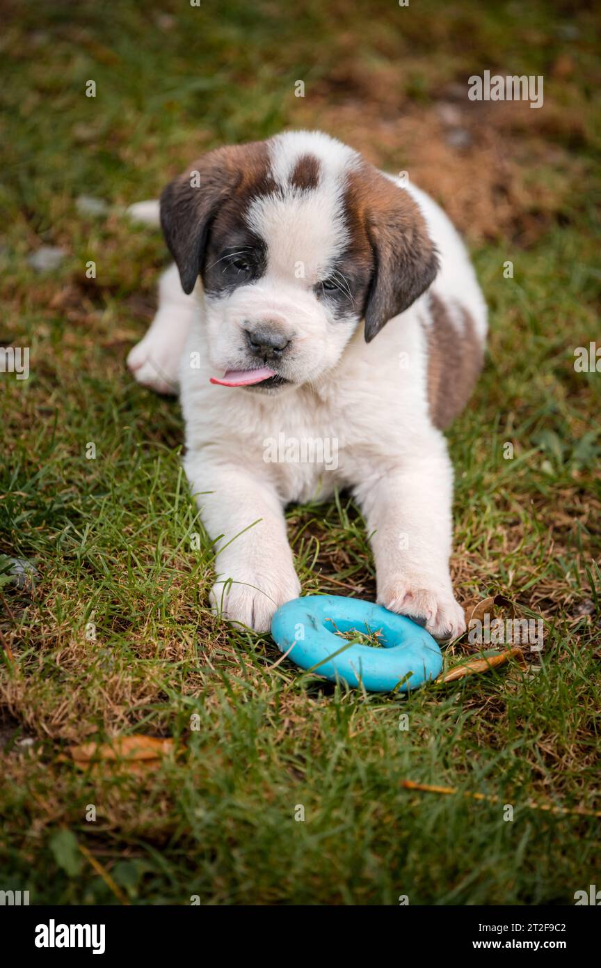 son perezosos los cachorros landseer