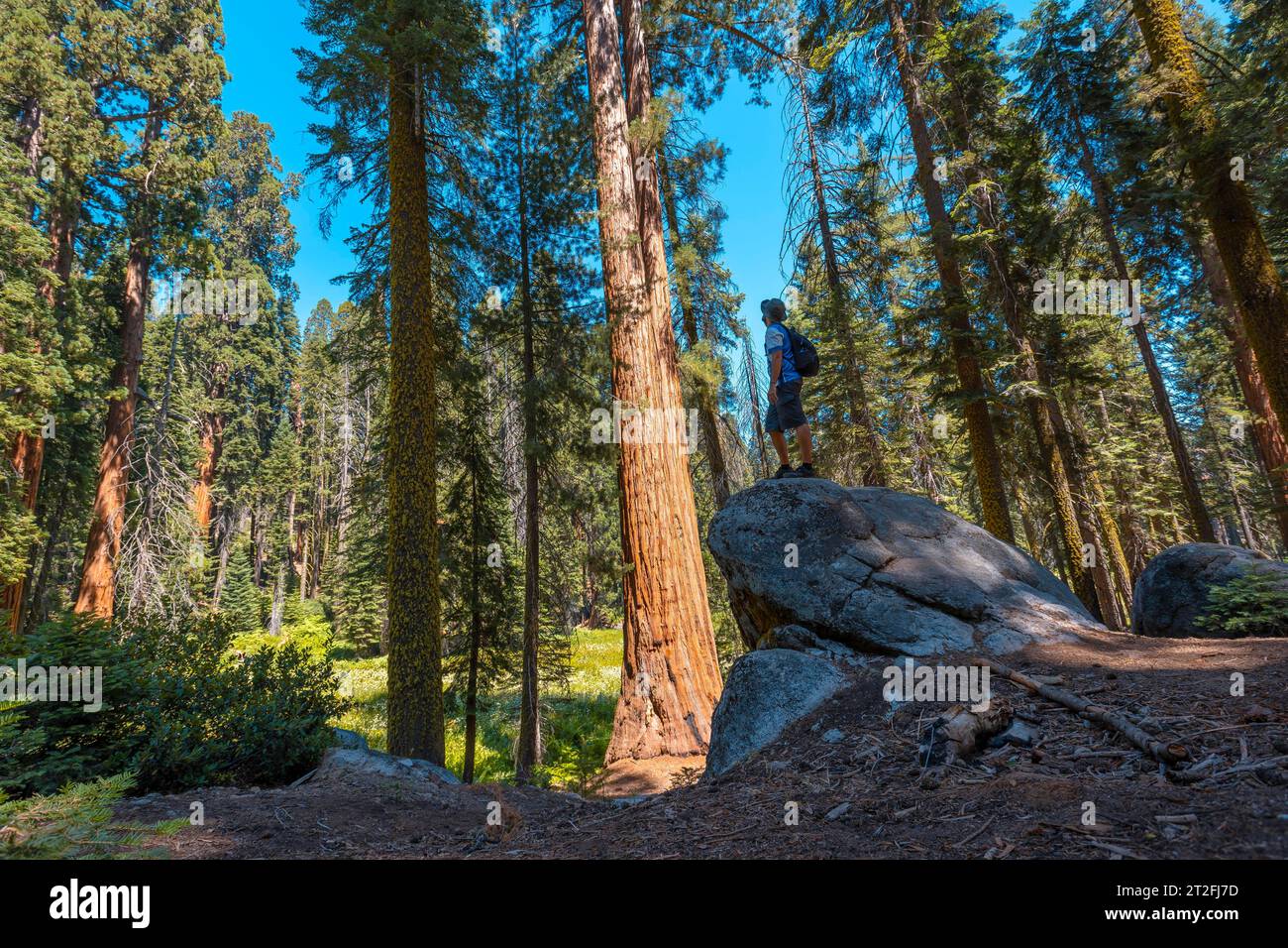 Un joven con sombrero verde encima de una piedra junto a un árbol gigante en el Parque Nacional Sequoia, California. Estados Unidos Foto de stock