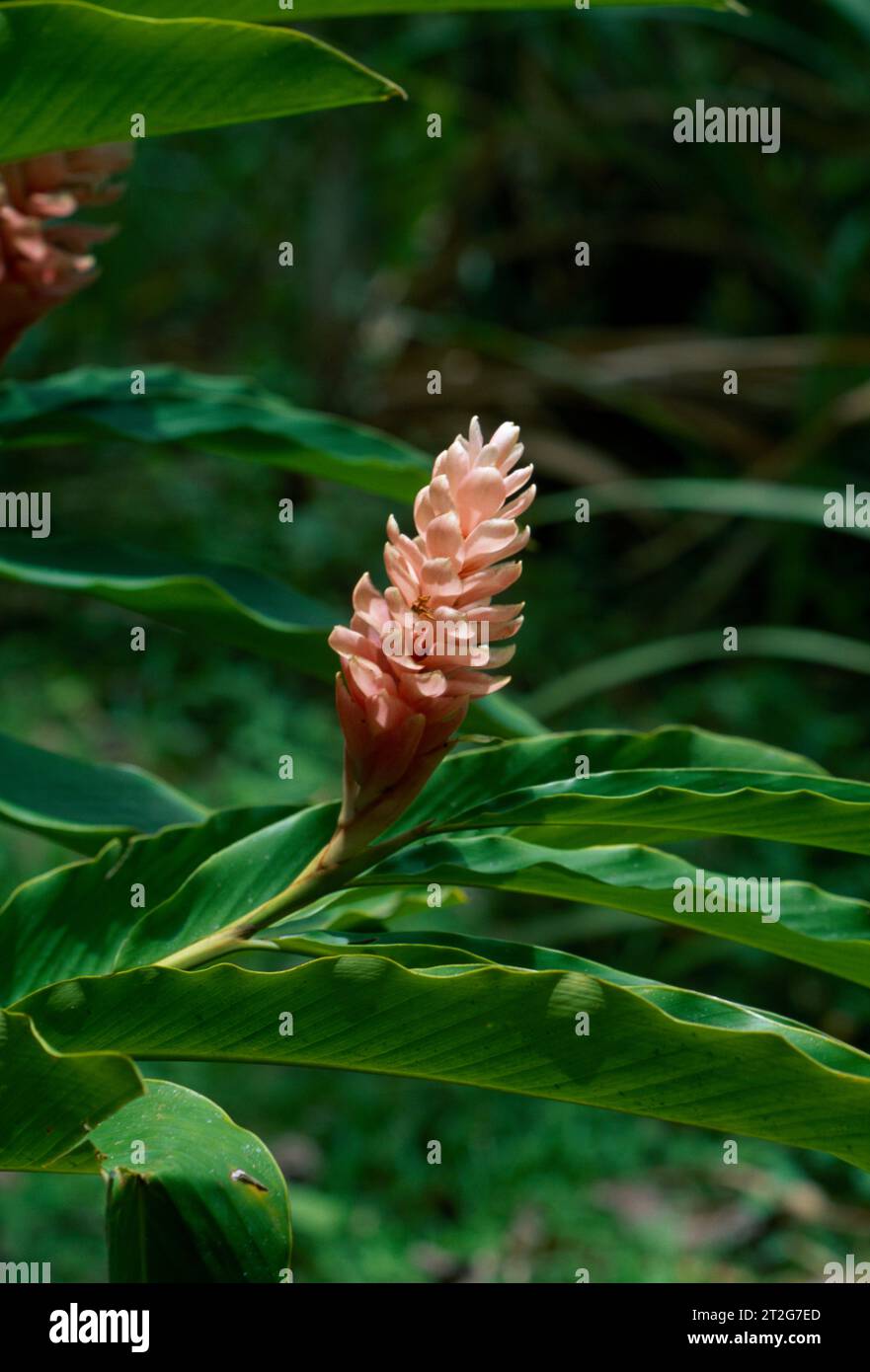 Arnos Vale Tobago Wild Ginger Lily Foto de stock