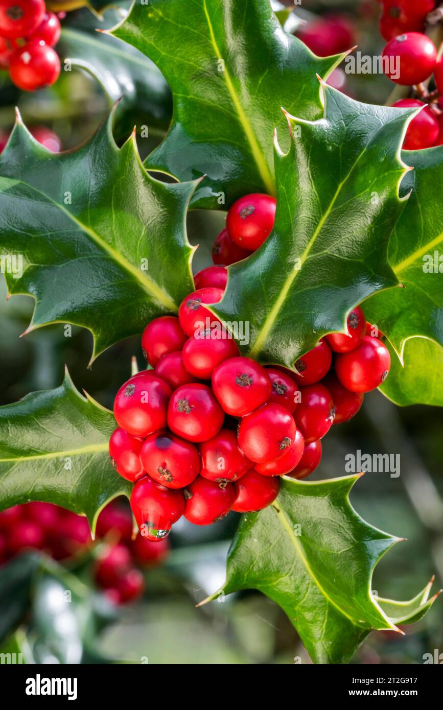 Acebo común / acebo inglés / acebo europeo / acebo de Navidad (Ilex aquifolium) primer plano de hojas de hoja perenne y bayas rojas / drupas en otoño Foto de stock