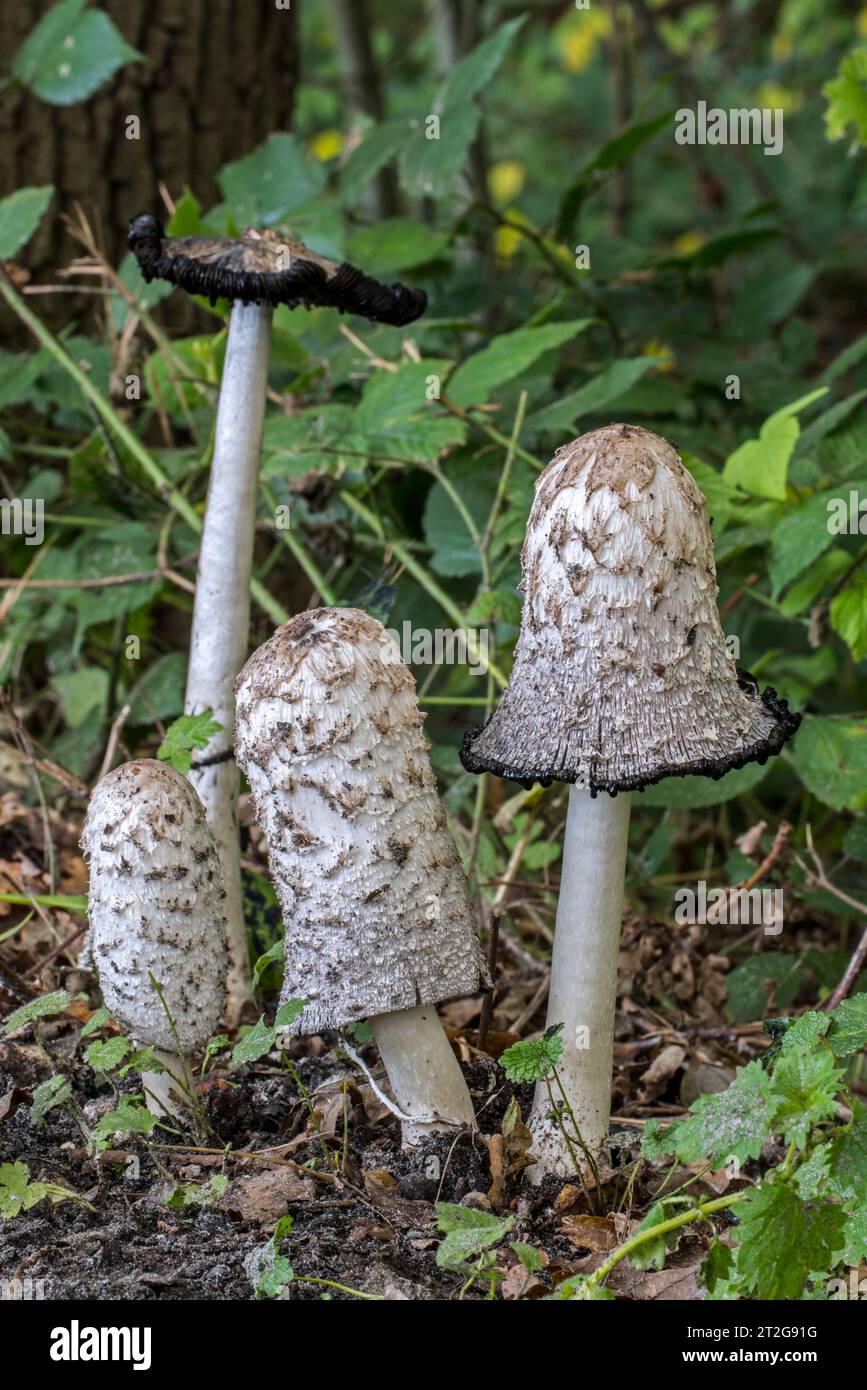 Gorra de tinta peluda / peluca de abogado / melena peluda (Coprinus comatus) que muestra diferentes etapas de crecimiento en el bosque en otoño / otoño Foto de stock