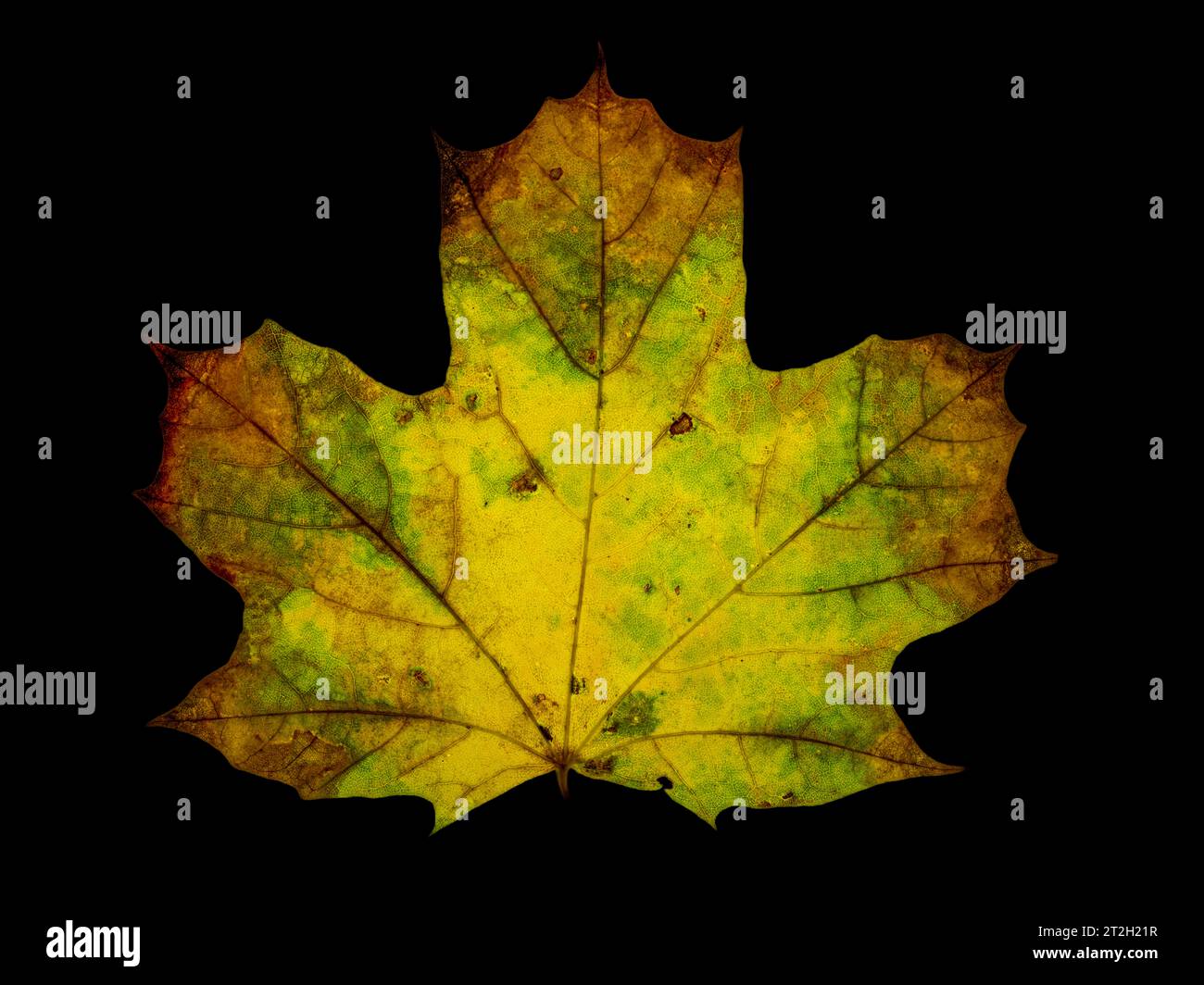 Herbstlich gefärbtes Blatt von einem Ahorn Acer, Detail, Makrofoto, Gegenlicht, Durchlicht, Studiofoto Deutschland *** Hoja de color de otoño de un Acer de arce, detalle, foto macro, luz de fondo, luz transmitida, foto de estudio Alemania Crédito: imago/Alamy Live News Foto de stock