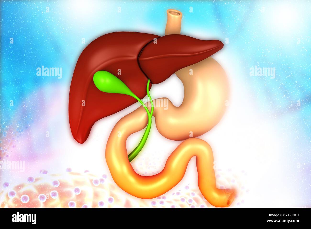 Hígado humano, sistema digestivo en el fondo médico. 3d ilustración Foto de stock