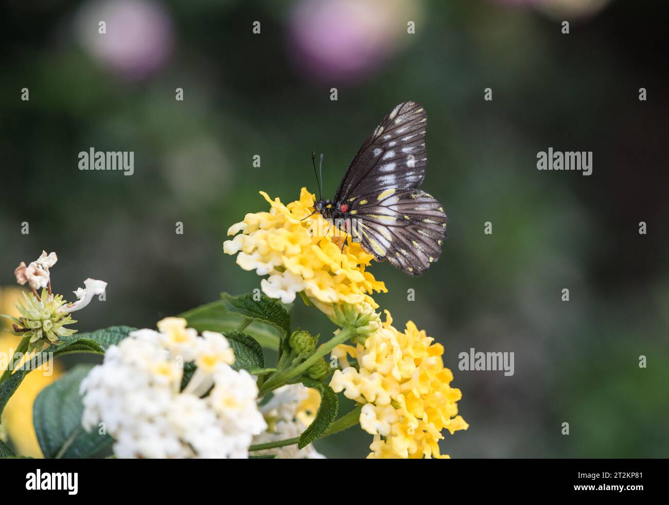 Dartwhite de banda estrecha (Catasticta flisa) alimentándose de Lantana en el Jardín Botánico de Quito, Ecuador Foto de stock