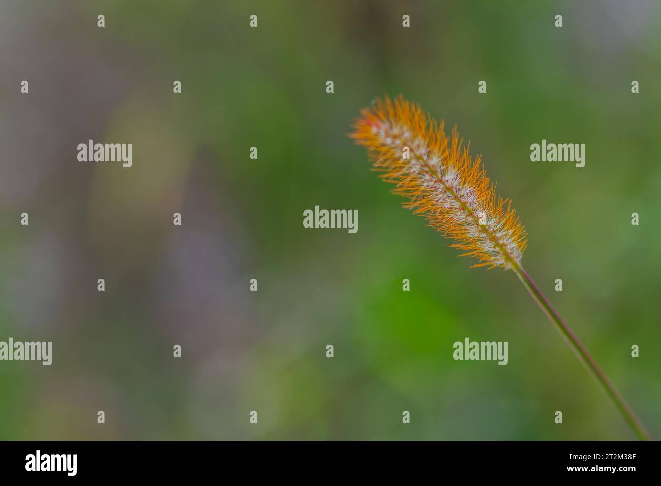 Cerdas amarillas (Setaria pumila), Neustadt am Ruebenberge, Baja Sajonia, Alemania Foto de stock