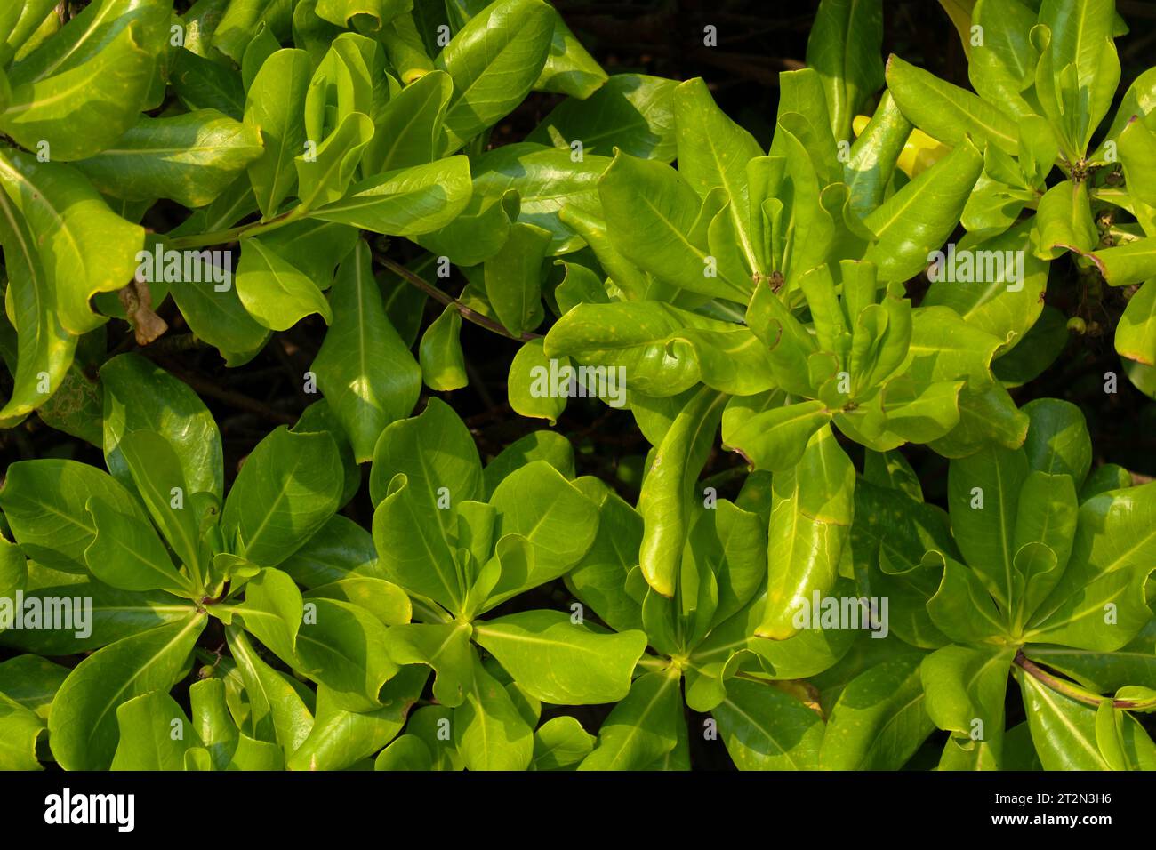 Planta de repollo de playa también conocida como Scaevola taccada, lechuga de mar o naupak de playa. Crece cerca del lado de la playa, utilizado para prevenir la erosión costera, así como para Foto de stock