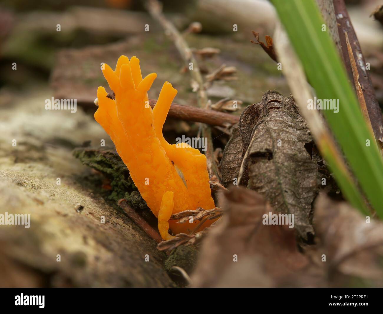 El primer plano natural en un color naranja es un hongo gelatinoso, el stagshorn amarillo, Calocera viscosa Foto de stock