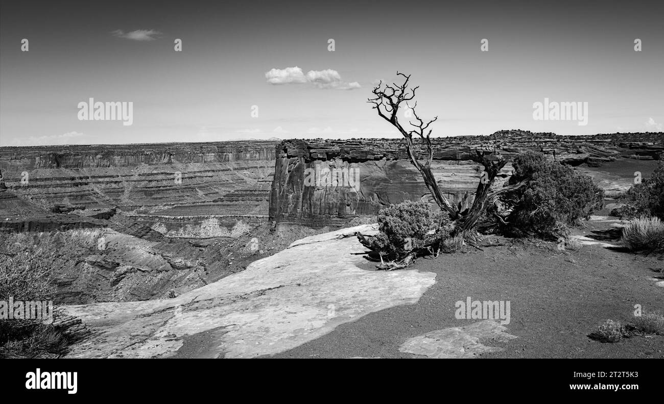 Dead Horse Point (cerca de Moab, UT) Foto de stock