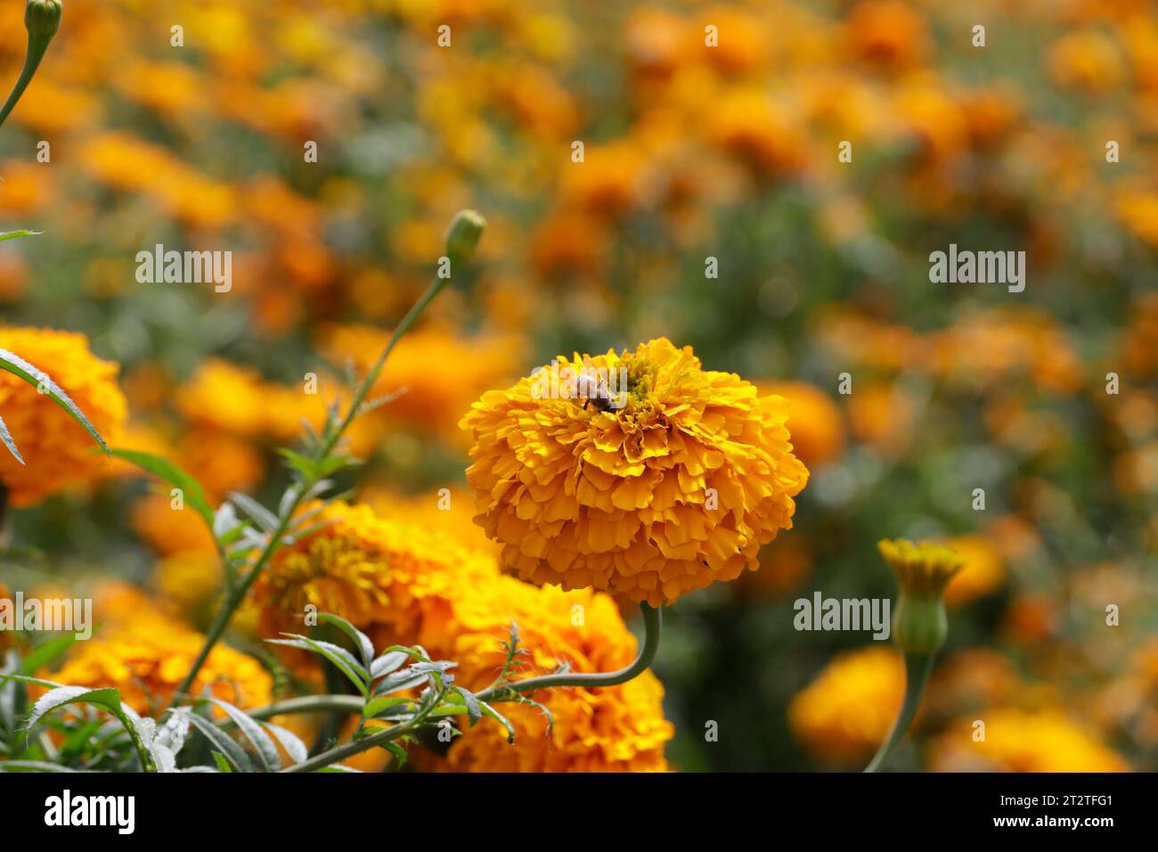 No EXCLUSIVO 20 de octubre de 2023, Estado de Puebla, México Campos
