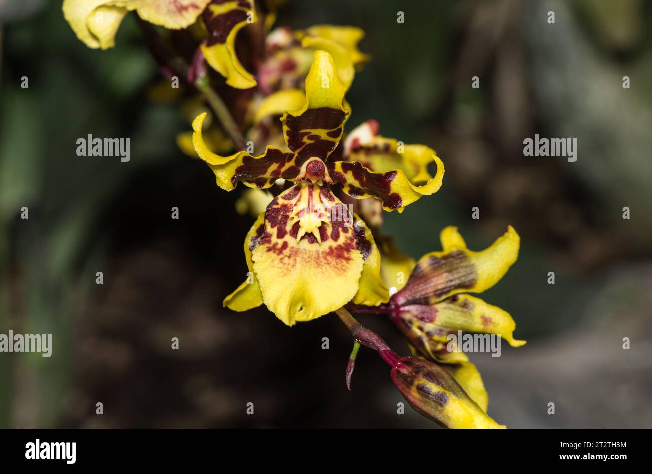 Una orquídea cultivada Odontioda sp, en el Jardín Botánico de Quito, Ecuador Foto de stock