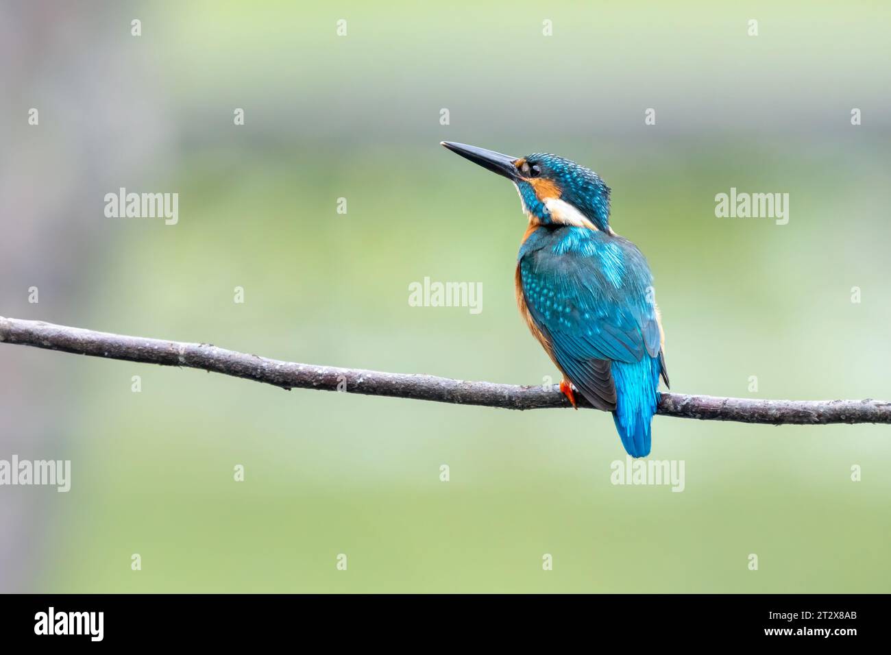 Primer plano de un markinfisher azul sentado en una rama durante la primavera en el día soleado Foto de stock