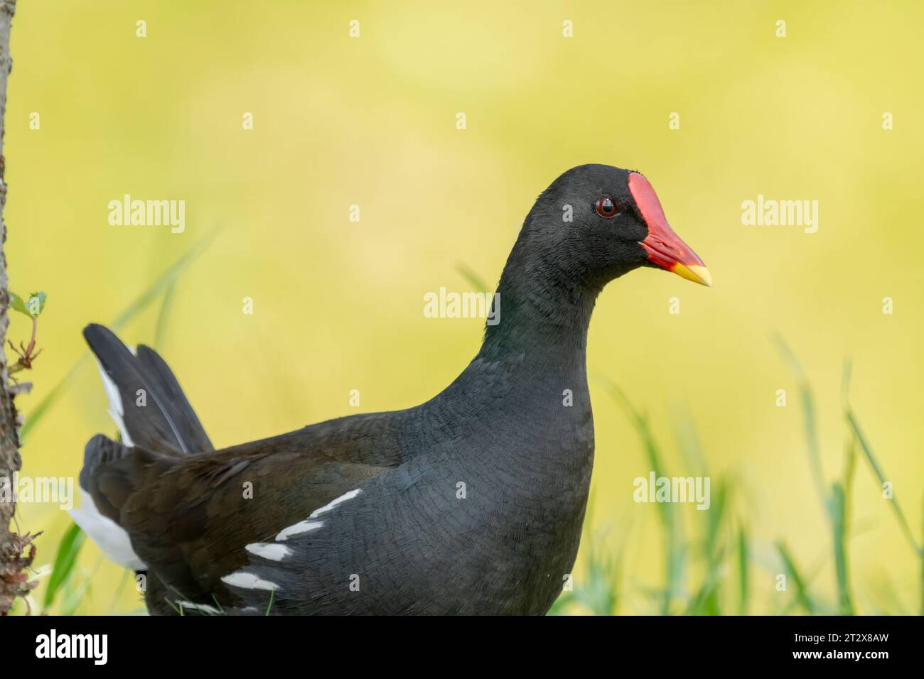 Primer plano de una guarida común sentada / de pie durante el tiempo de primavera en un día soleado Foto de stock