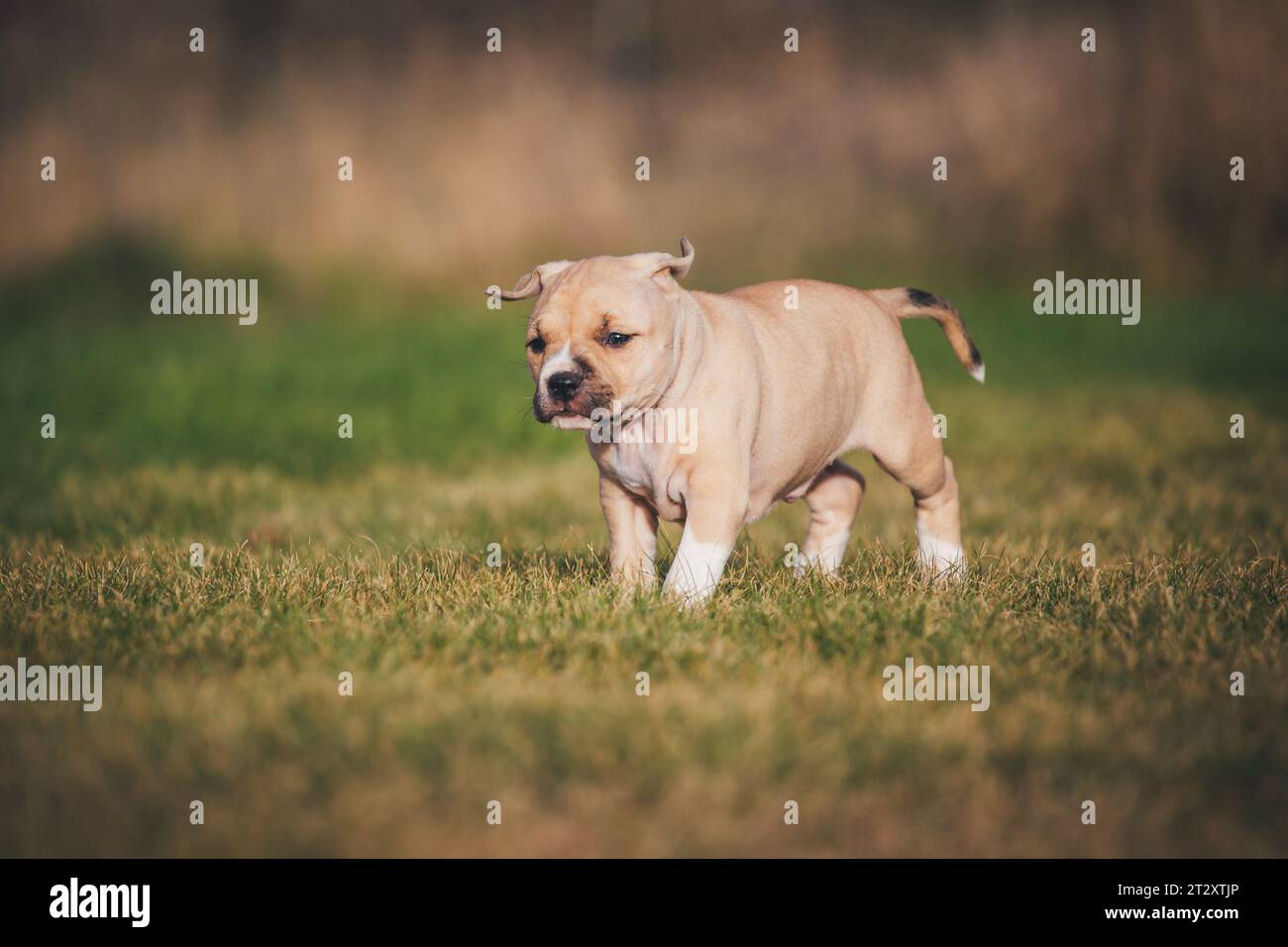 Cachorro Bulldog a la edad de 5 semanas Foto de stock