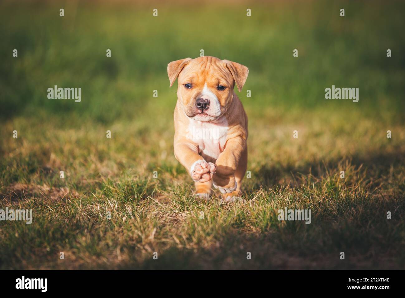 Cachorro Bulldog a la edad de 5 semanas Foto de stock