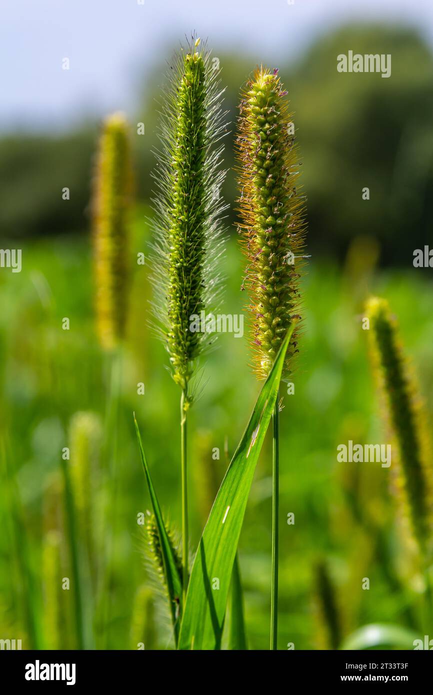 Setaria crece en el campo en la naturaleza. Foto de stock