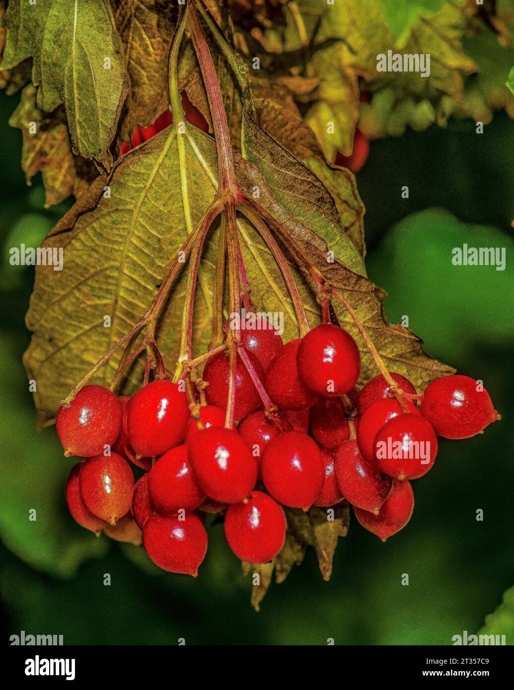 Flora, Berries, Primer plano, Natural, Naturaleza. Foto de stock