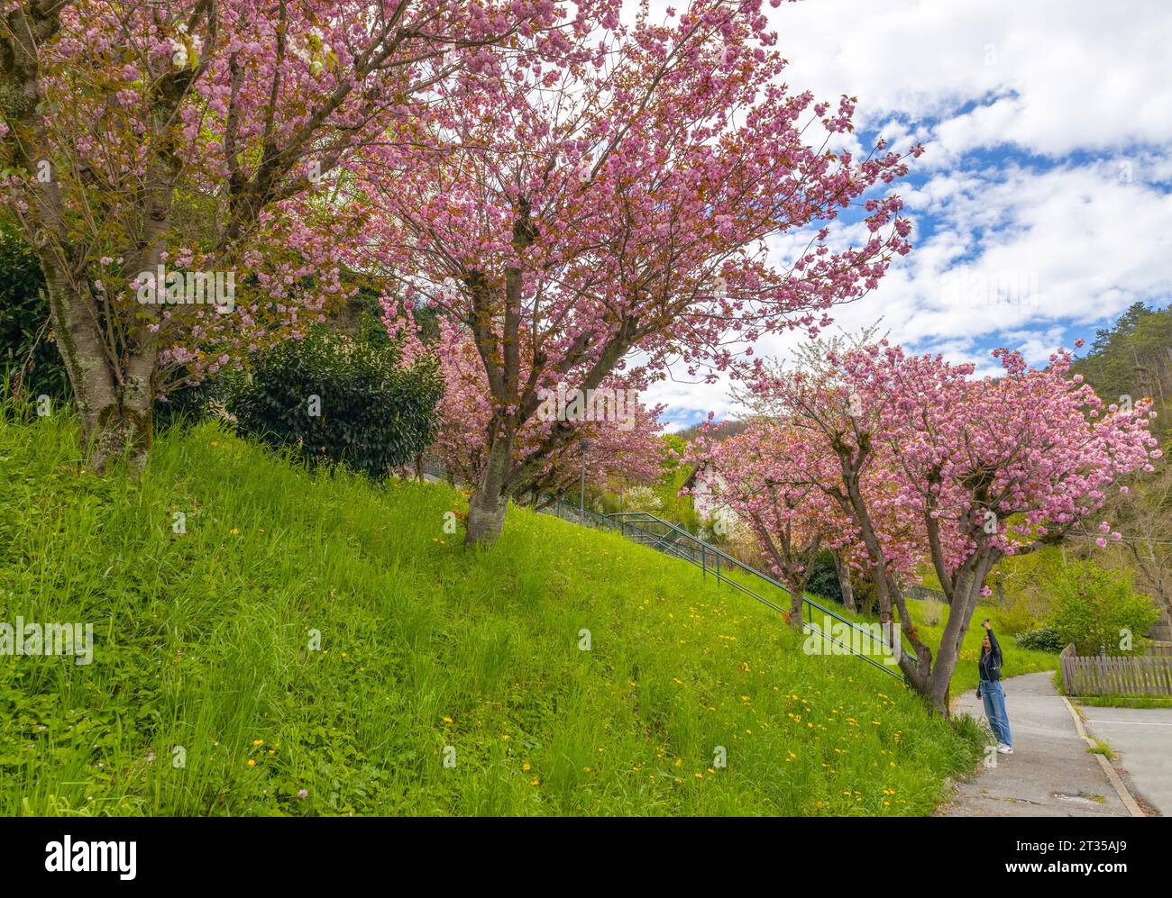 Voltaggio, ITALIA, 17 DE ABRIL de 2023 - Una fila de cerezos en flor en primavera en Voltaggio, provincia de Alessandria, Italia Foto de stock