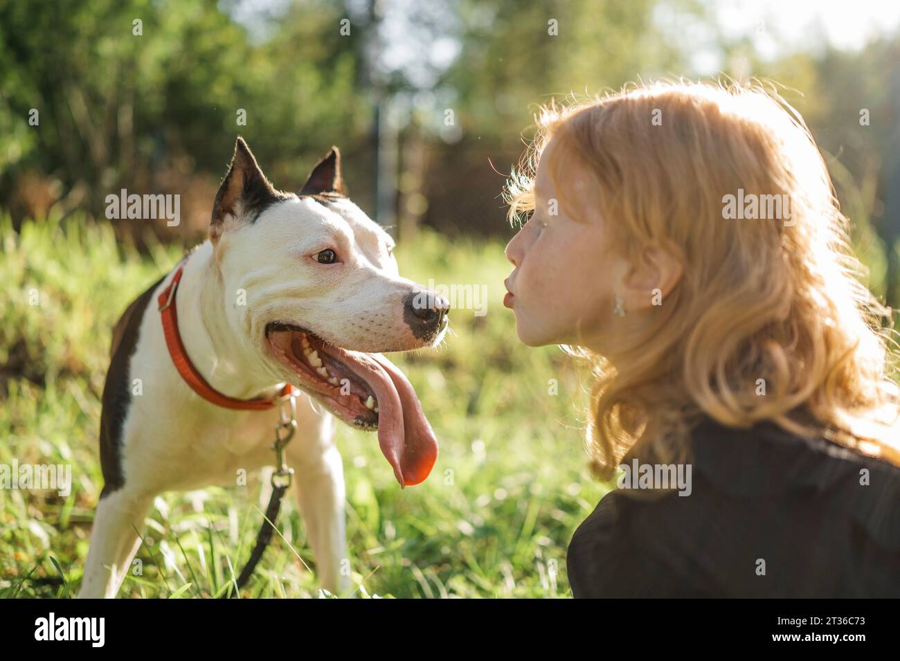Chica pelirroja que sopla beso al perro en el parque en día soleado Foto de stock