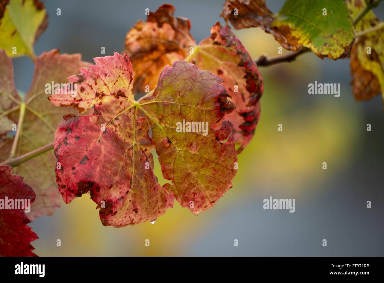 Hojas coloridas en otoño en Lochau, Austria Foto de stock