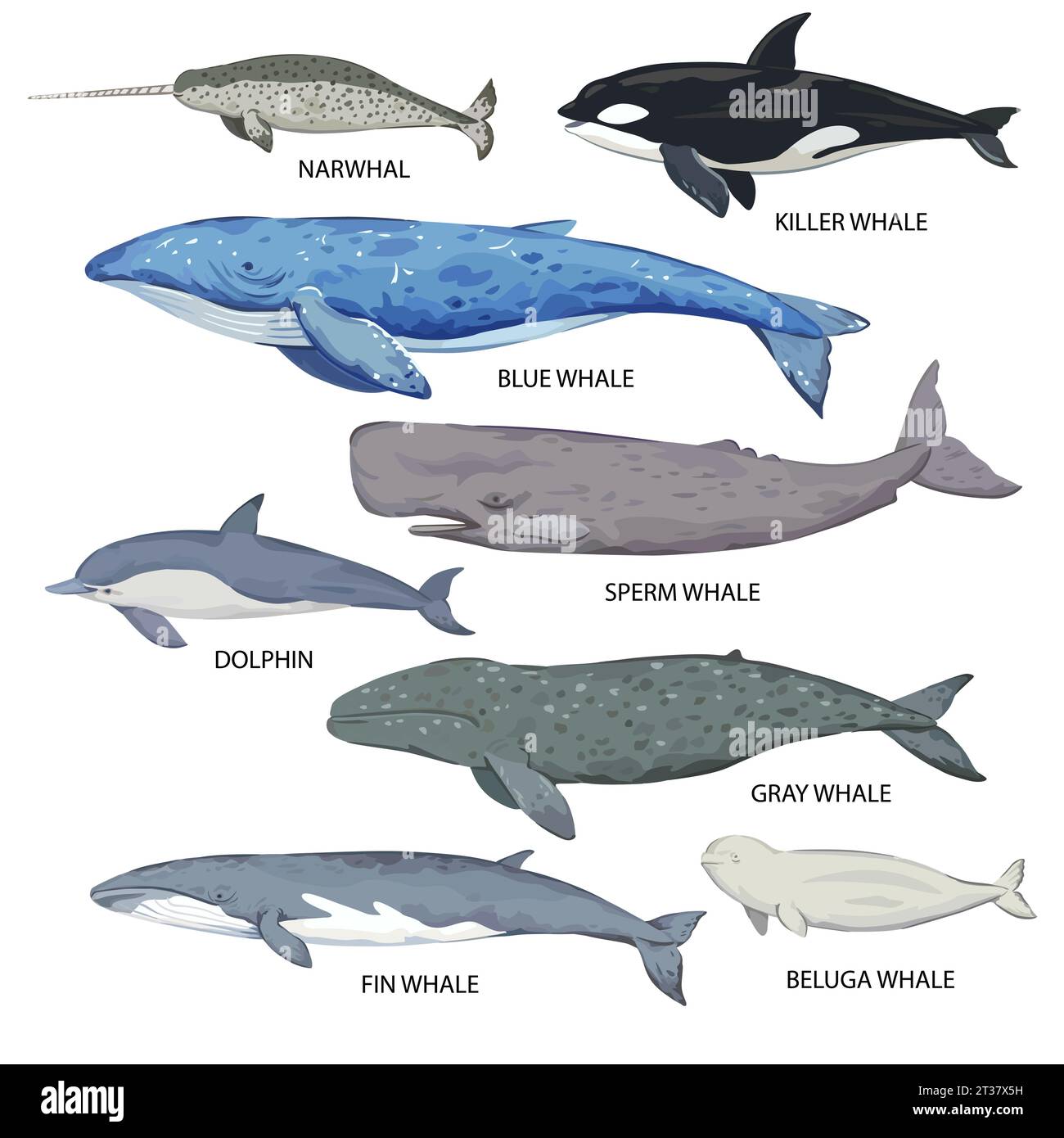 Gran conjunto de especies de ballenas. Póster con varios tipos y ...