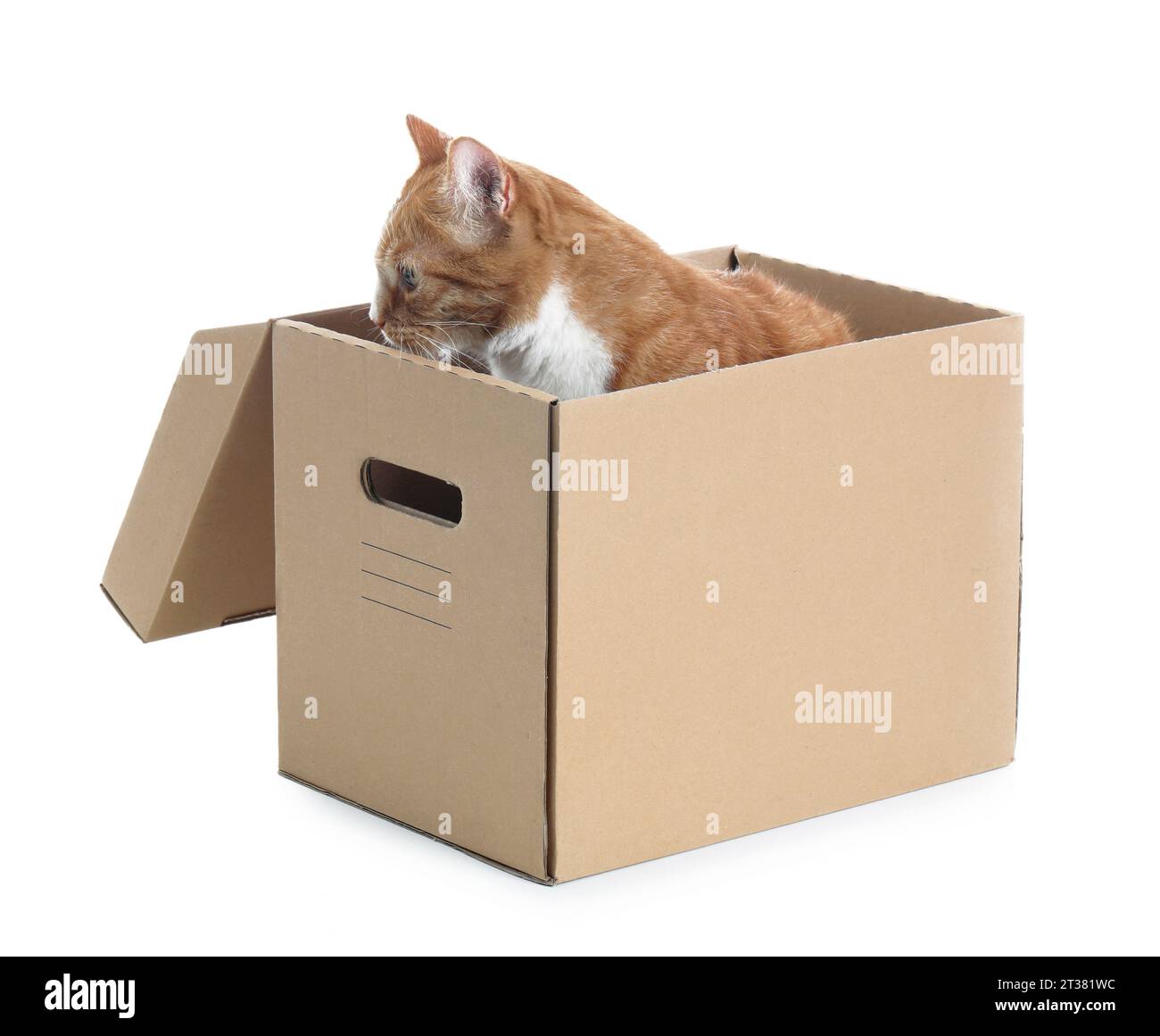 Gatos en cajas. Lindas pegatinas con gato sentado, durmiendo y