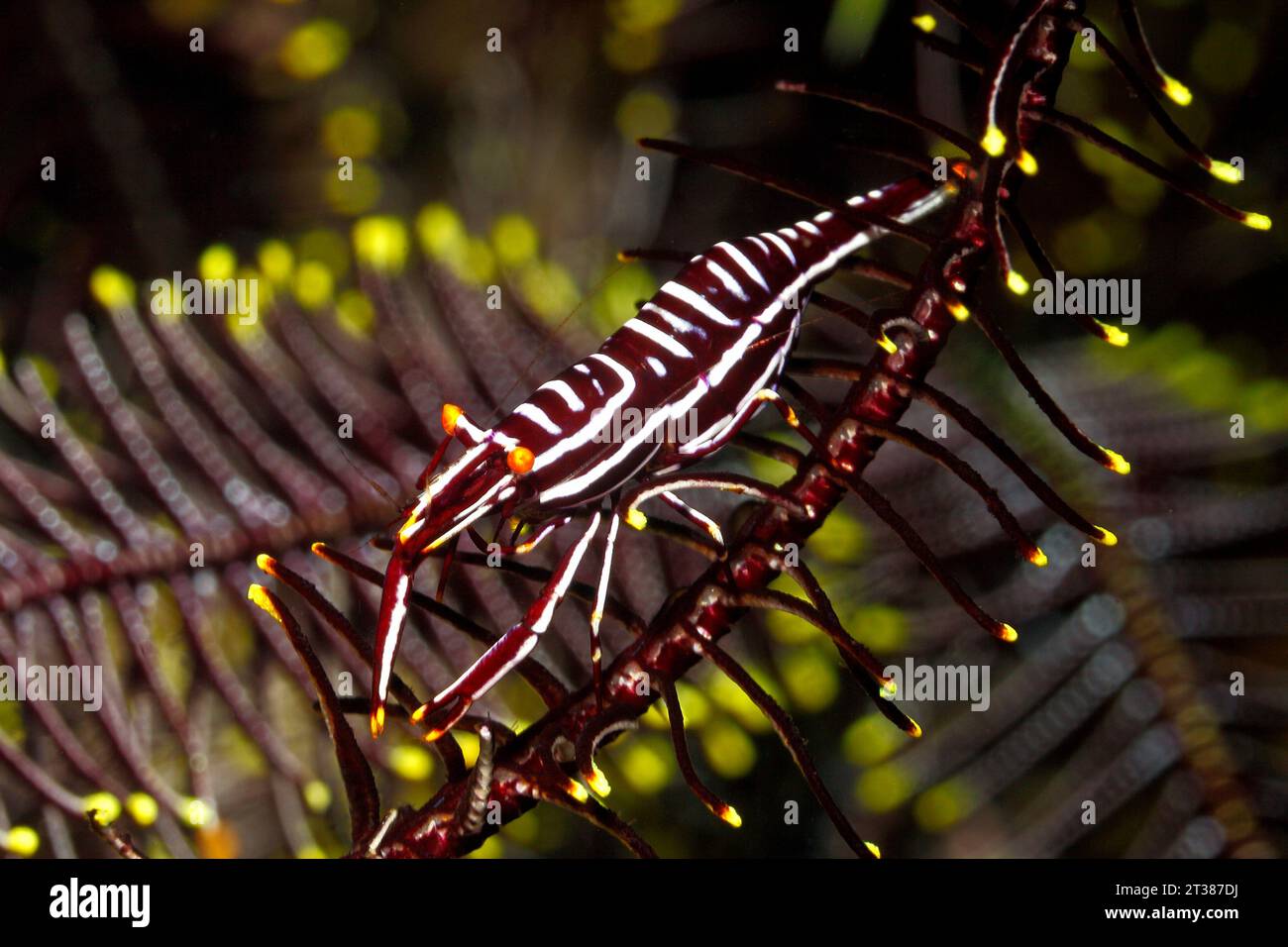 Leopard Crinoid Camarones, Laomenes pardus. Tulamben, Bali, Indonesia. Bali, mar, océano Índico Foto de stock