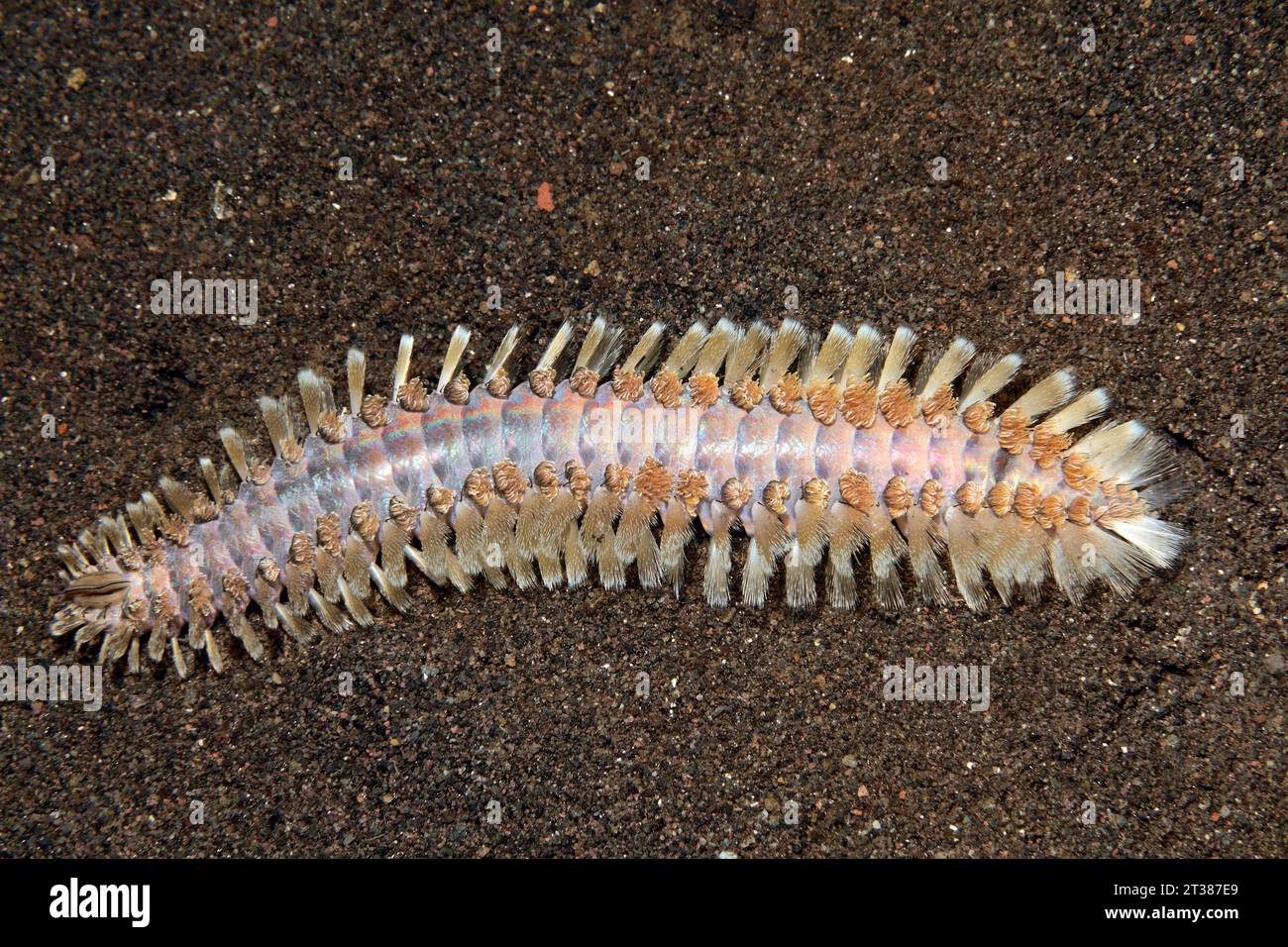 O Bristleworm Fireworm, posiblemente Eurythoe complanata, o Pherecardia Chloeia sp o sp.Tulamben, Bali, Indonesia. Bali, mar, océano Índico Foto de stock