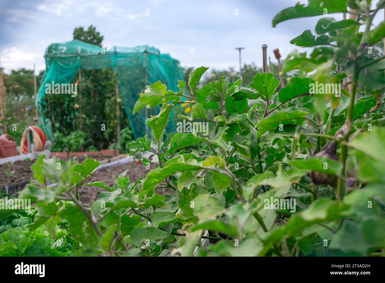 Huerto y área de cultivo Ecológico personal para autoconsumo biológico Foto de stock