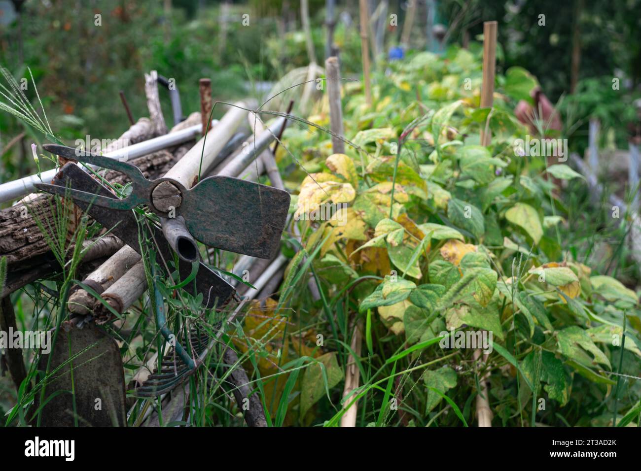 Huerto y área de cultivo Ecológico personal para autoconsumo biológico Foto de stock