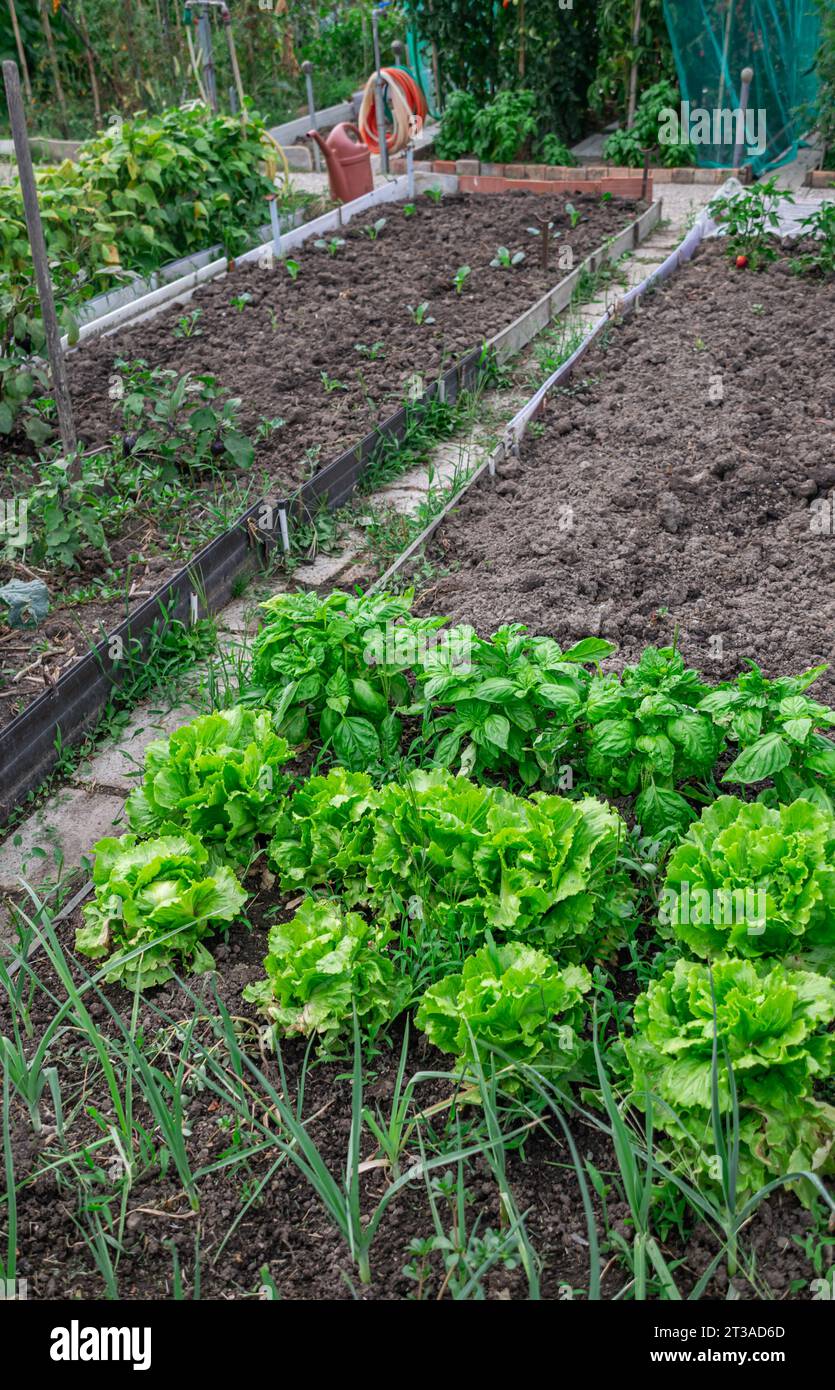 Huerto y área de cultivo Ecológico personal para autoconsumo biológico Foto de stock