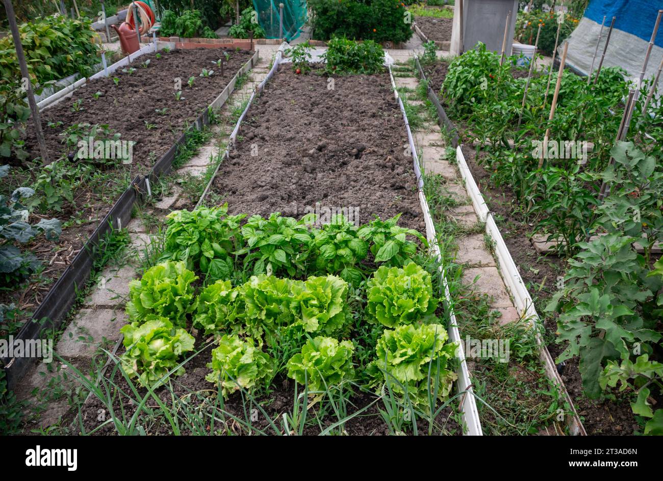 Huerto y área de cultivo Ecológico personal para autoconsumo biológico Foto de stock