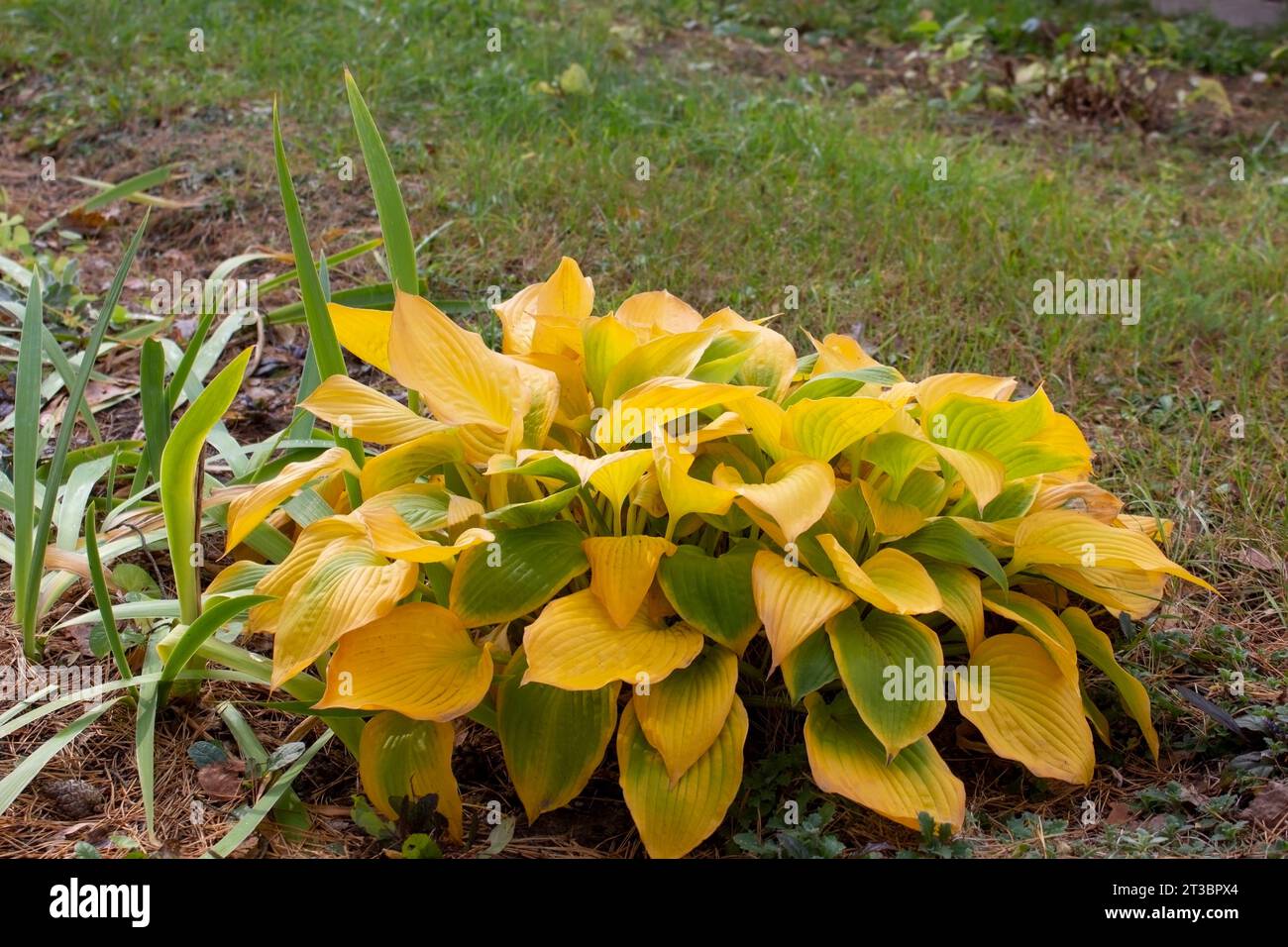 Arbusto anfitrión ornamental que crece en el jardín. Hojas amarillas de huésped en el otoño. Diseño paisajístico. Foto de stock
